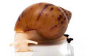 Achatina achatina achatina Nigeria F1 typ 2 albino body juvenil